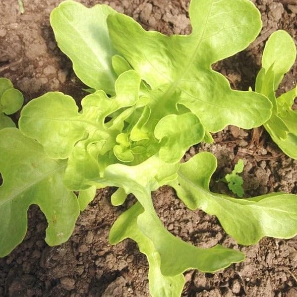 Lettuce Bridgemere