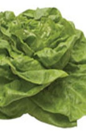 Lettuce Buttercrunch - Aimer's Organic Seeds