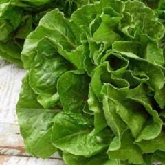 Lettuce Buttercrunch - McKenzie Seeds