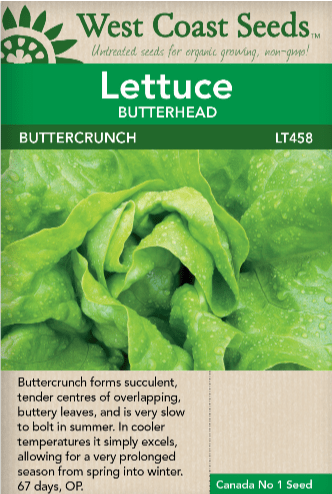Lettuce Buttercrunch - West Coast Seeds