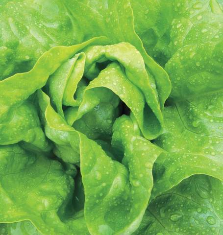 Lettuce Buttercrunch - West Coast Seeds