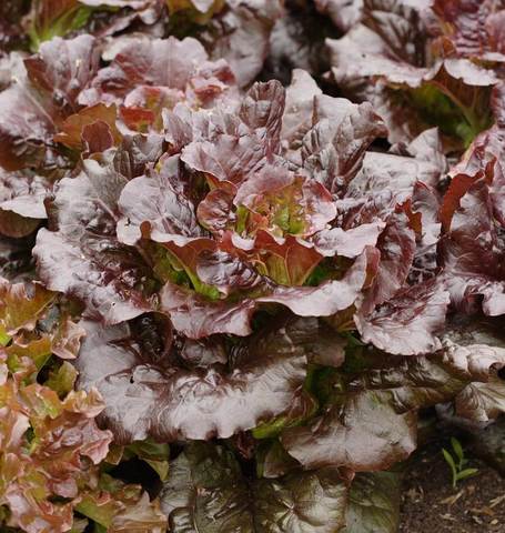 Lettuce Cimmaron - West Coast Seeds