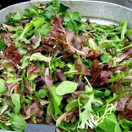 Lettuce Cold Hardy Mix - Saanich Organics