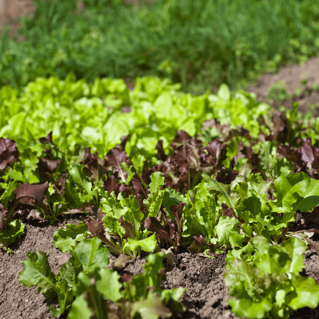 Lettuce Cracoviensis - Salt Spring Seeds