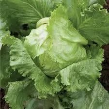 Lettuce Crispino - Saanich Organics