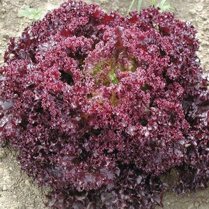 Lettuce Darkness - Saanich Organics Seeds