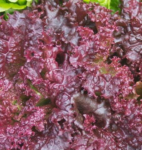 Lettuce Darkness - West Coast Seeds