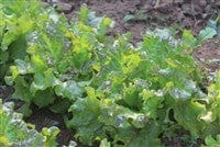 Lettuce Drunken Woman - Salt Spring Seeds