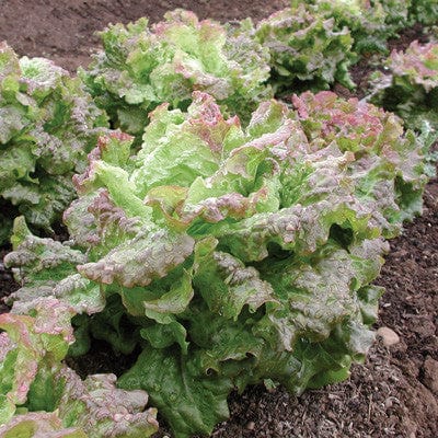 Lettuce Drunken Woman - Salt Spring Seeds