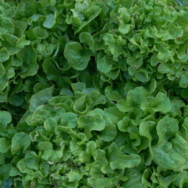 Lettuce Dutch Winter - Good Earth Farms 