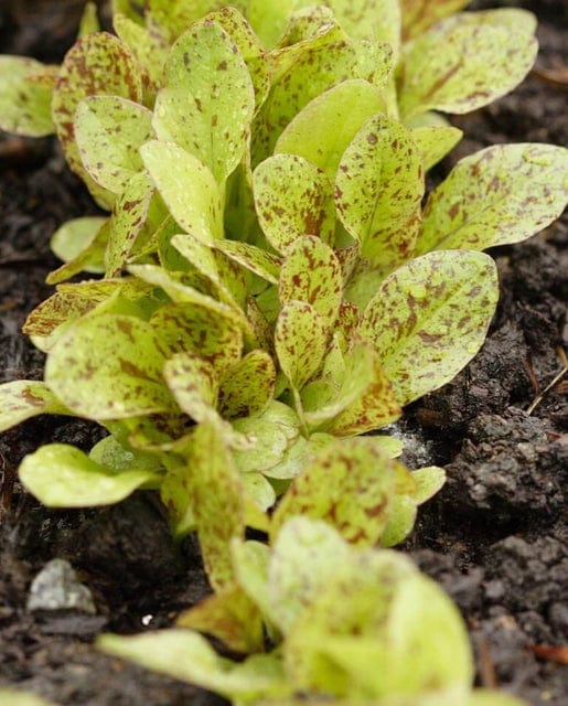 Lettuce Freckles - West Coast Seeds