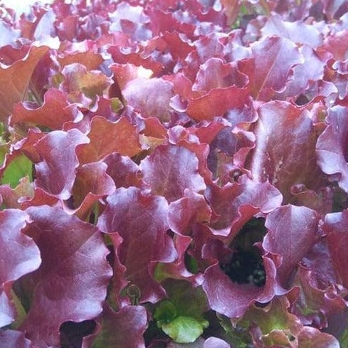 Lettuce Galactic - Saanich Organics Seeds