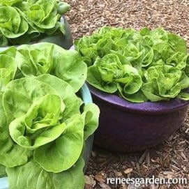 Lettuce Garden Babies - Renee's Garden Seeds