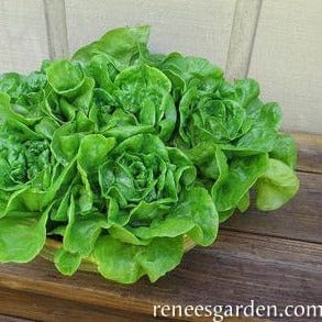 Lettuce Garden Babies - Renee's Garden Seeds