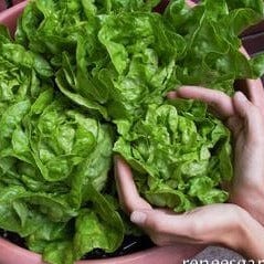 Lettuce Garden Babies - Renee's Garden Seeds