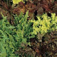 Lettuce Gourmet Blend - Burpee Seeds