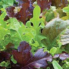 Lettuce Gourmet Blend - Burpee Seeds