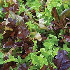 Lettuce Gourmet Blend - Burpee Seeds