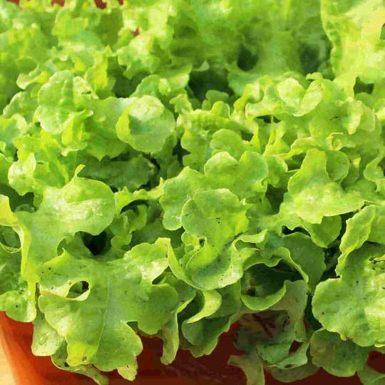 Lettuce Grand Rapids Jumbo Pack - McKenzie Seeds