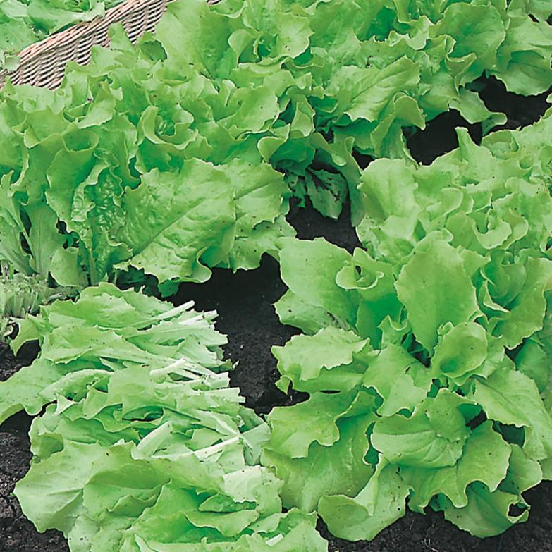 Lettuce Grand Rapids - Mr. Fothergill's Seeds