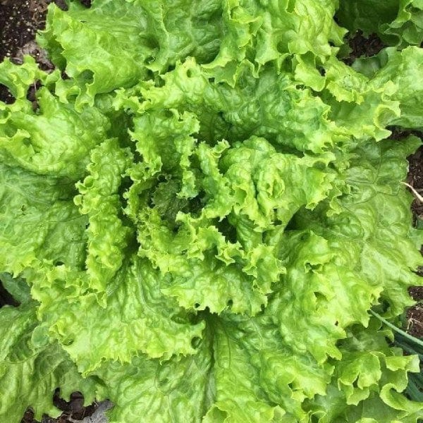 Lettuce Grand Rapids - Saanich Organics