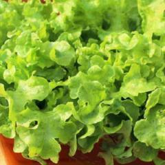 Seed Tape Lettuce Grand Rapids - McKenzie Seeds