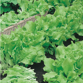 Lettuce Grand Rapids Seed Tape - Mr. FotherGills