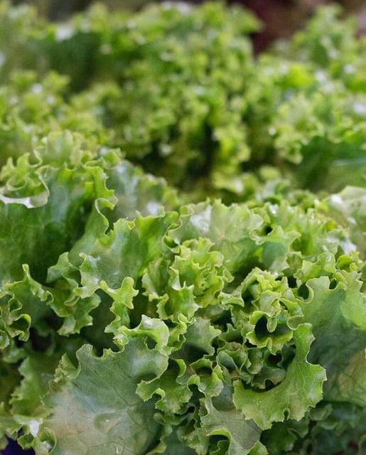 Lettuce Grand Rapids TBR - West Coast Seeds