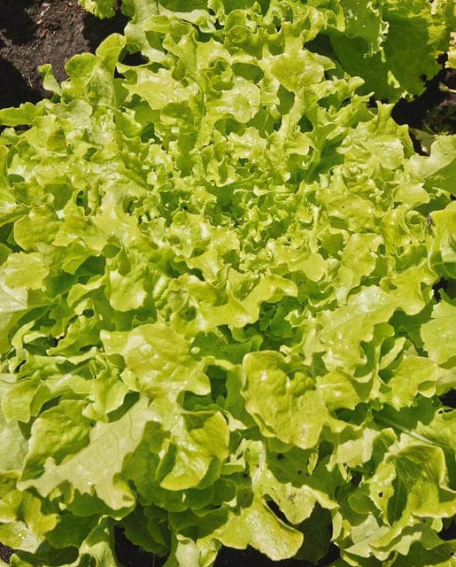 Lettuce Green Salad Bowl - West Coast Seeds