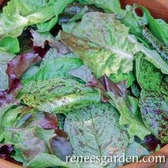 Lettuce Heirloom Cutting Mix - Renee's Garden