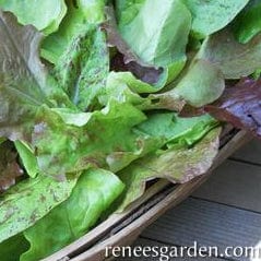 Lettuce Heirloom Cutting Mix - Renee's Garden