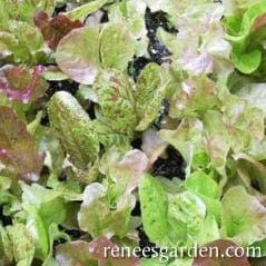 Lettuce Heirloom Cutting Mix - Renee's Garden