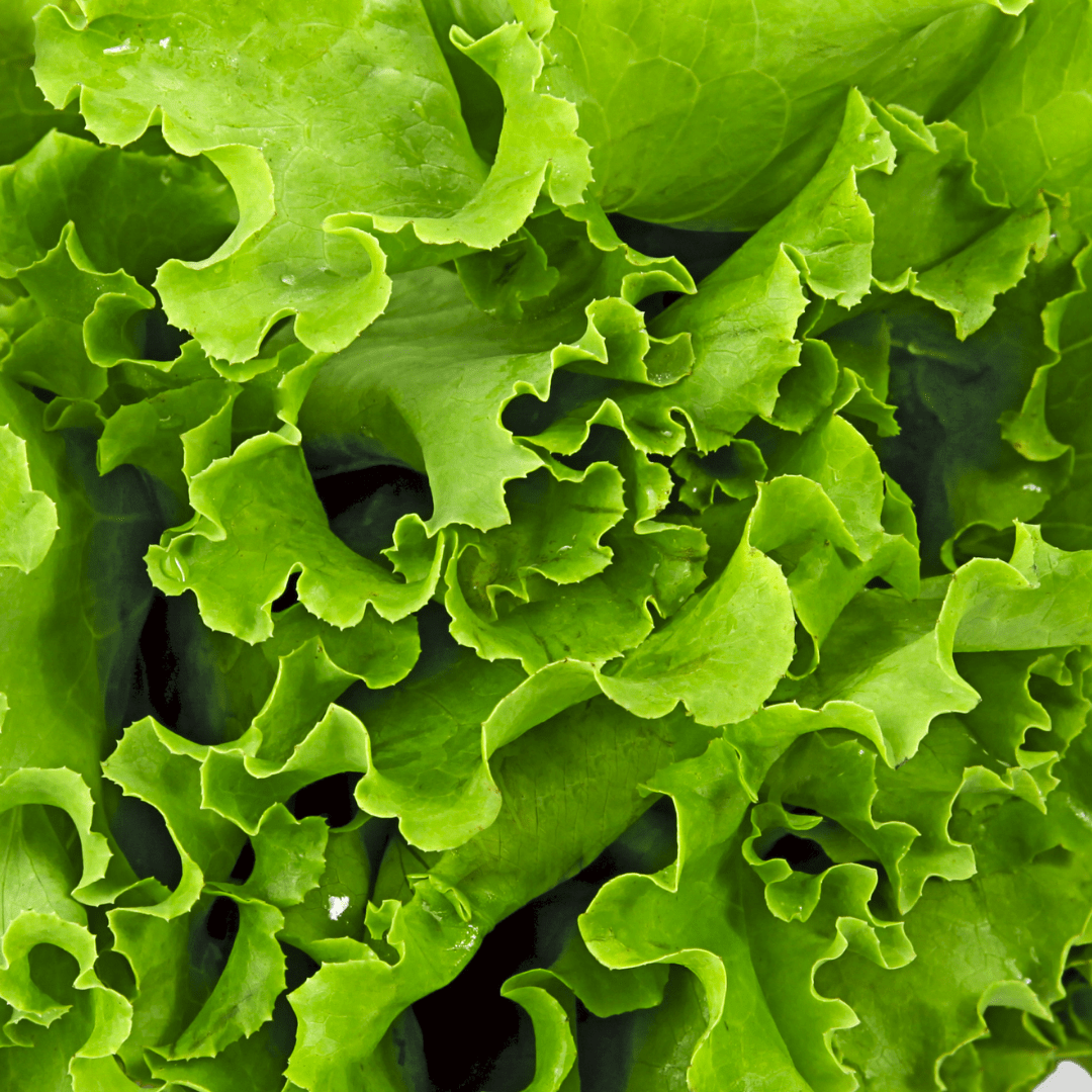 Lettuce Hilde - Salt Spring Seeds