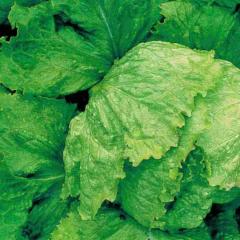 Lettuce Iceberg - McKenzie Seeds