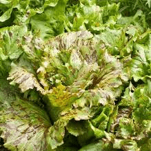 Lettuce Jester Speckled Crisp - Saanich Organics Seeds