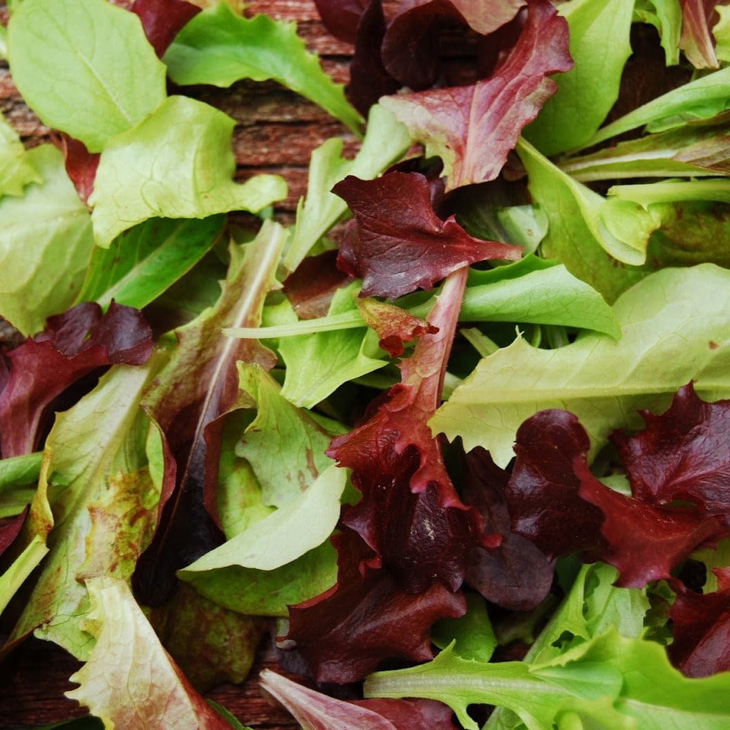 Lettuce Leaves Mixed - Metchosin Farm Seeds