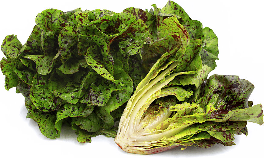 Lettuce Leopard - Salt Spring Seeds