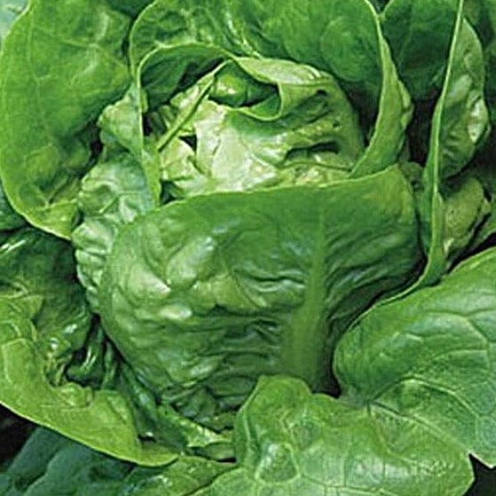 Lettuce Little Gem - Burpee Seeds