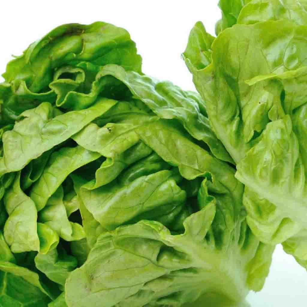 Lettuce Little Gem Cos, Sow Easy - McKenzie Seeds