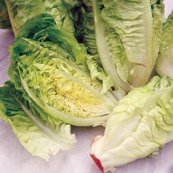 Lettuce Little Gem - Mr. Fothergill's Seeds