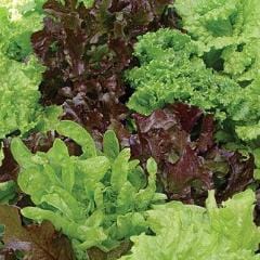 Lettuce Looseleaf Blend - Burpee Seeds