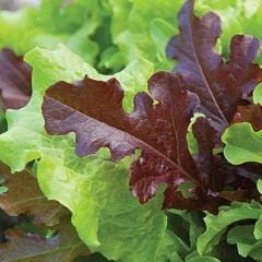 Lettuce Looseleaf Blend - Burpee Seeds