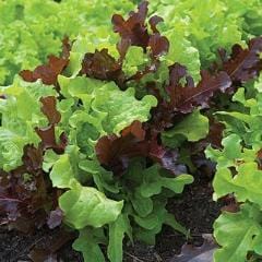 Lettuce Looseleaf Blend - Burpee Seeds