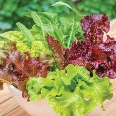 Lettuce Looseleaf Blend - Burpee Seeds