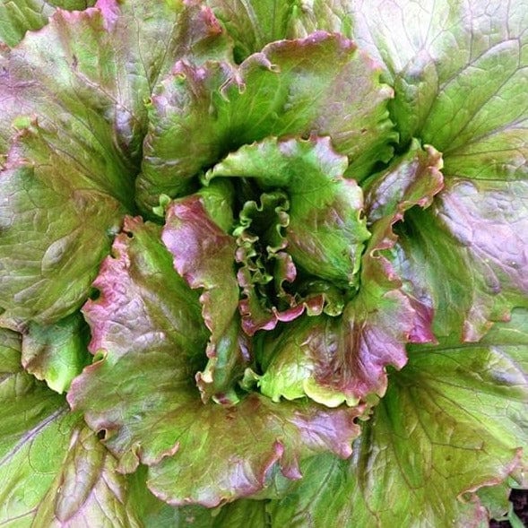 Lettuce Magenta Summer Crisp - Saanich Organics Seeds 