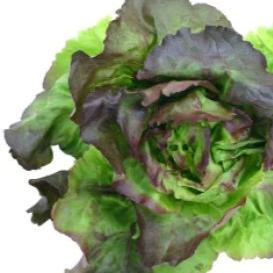 Lettuce Marveille Four Seasons