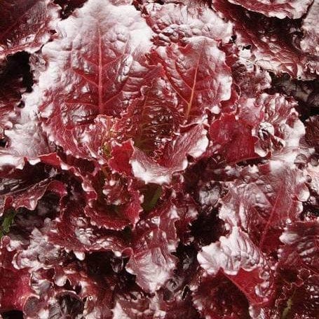 Lettuce Merlot - Saanich Organics 