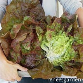 Lettuce Merveille 4 Saisons - Renee`s Garden Seeds