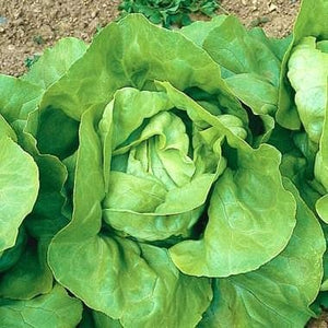 Lettuce Nancy Buttercrunch - Saanich Organics 