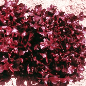 Lettuce Outrageous Red - Ontario Seed Company